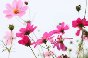 慨念平生豪放