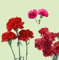 长河渐落晓星沉