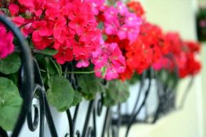 齴的组词意思解释